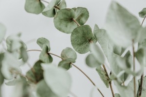 diana-polekhina-Hzz7AEyLhZk-unsplash